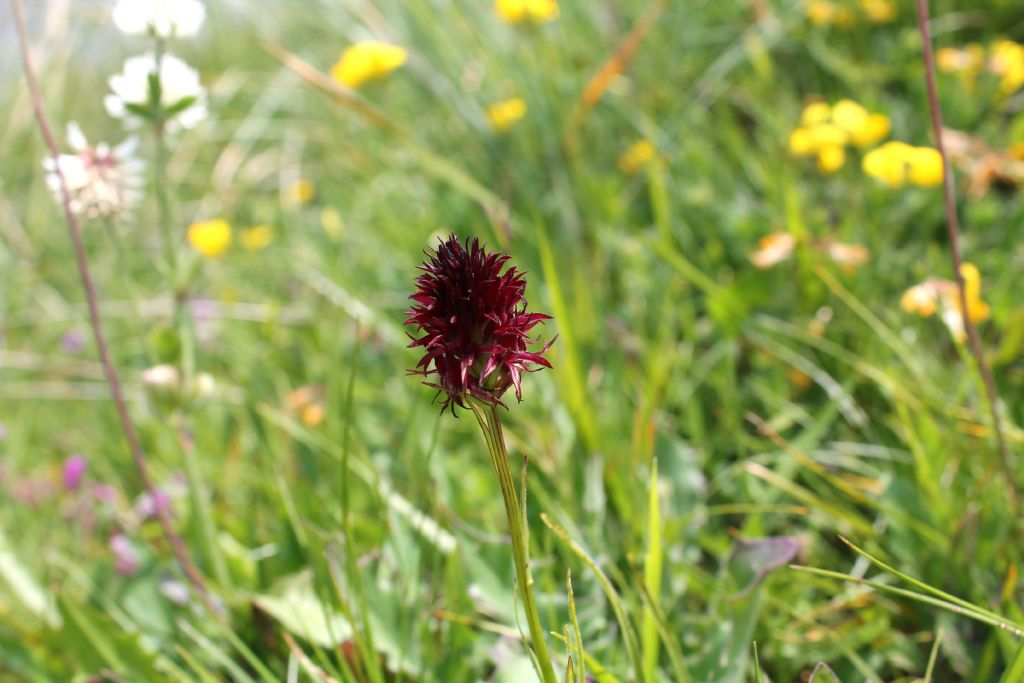 Nigritella rubra?